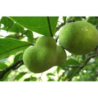 Cây giống chay quả siêu to khổng lồ