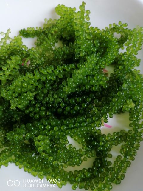 500gr rong nho tách nước (rong nho muối) tặng kèm sốt mè rang❤nở đều, xanh đẹp❤freeship