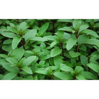 HẠT GIỐNG HÚNG QUẾ CAO SẢN GÓI 10 GRAM