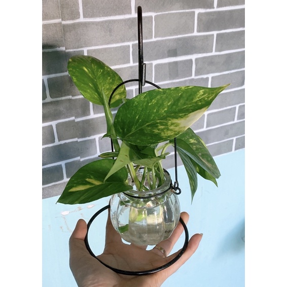 Chậu thuỷ tinh treo (ko kèm cây)