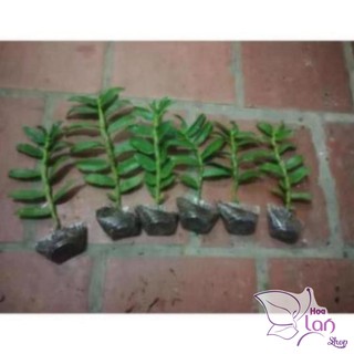 Phi điệp 5 cánh trắng Phú Thọ gieo hạt 20cm