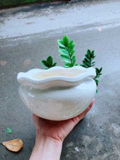 Nhất Mạt Hương (sen thơm) kèm chậu sứ