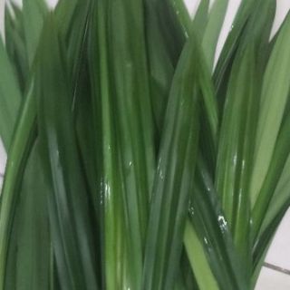 100g trà lá dứa (lá nếp thơm)