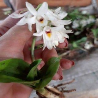Combo 4 củ địa lan luân (dòng hoa lớn)