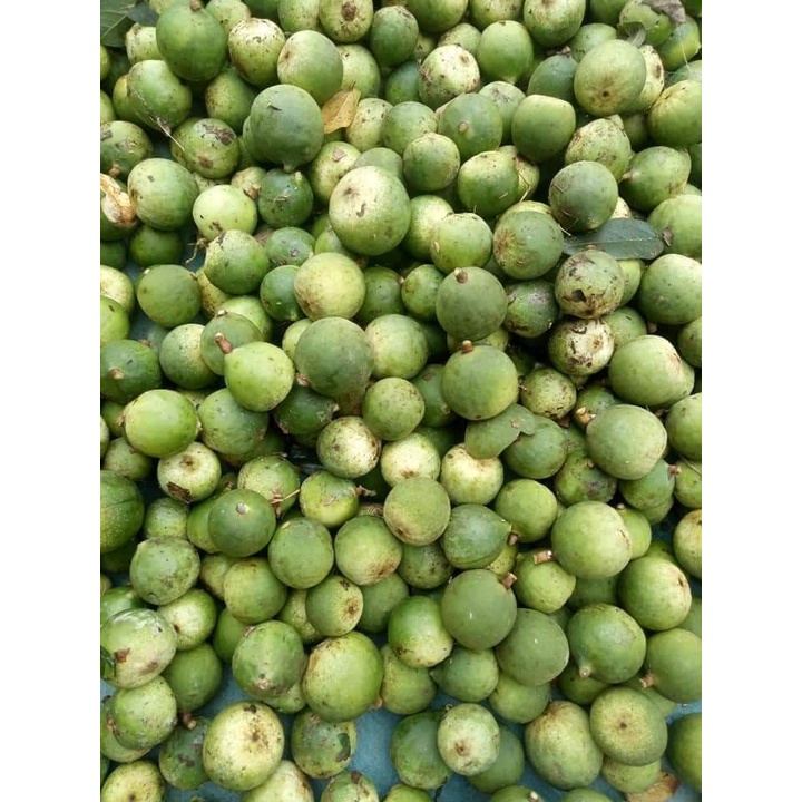 Hạt Mác Púp Cao Bằng   -