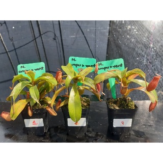 Nepenthes ampu x vent = Cây nắp ấm Lai của Hắc Tê Exotic Garden