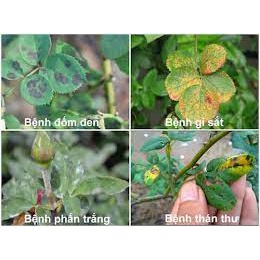 Thuốc Trị Bệnh Cây Mancozeb 800wp Bột Xanh