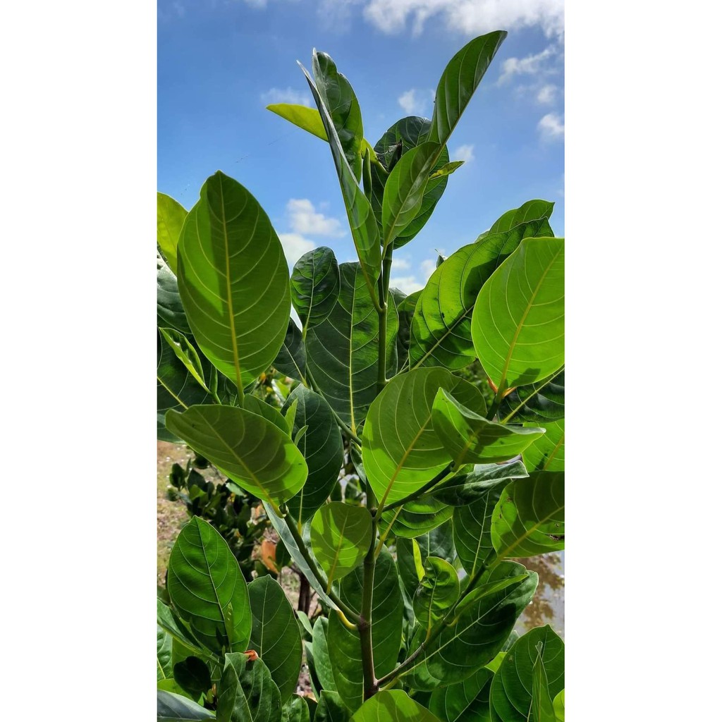 PHÂN BÓN SIÊU TĂNG TRƯỞNG, PHÂN BÓN CHUYÊN KÍCH RỄ. Thúc đẩy nhanh quá trình vọt đọt, tạo ra nhiều đọt to, mập khoẻ.