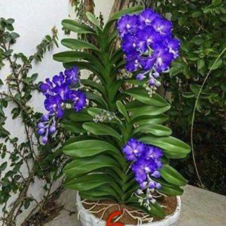 Hoa Lan Mokara