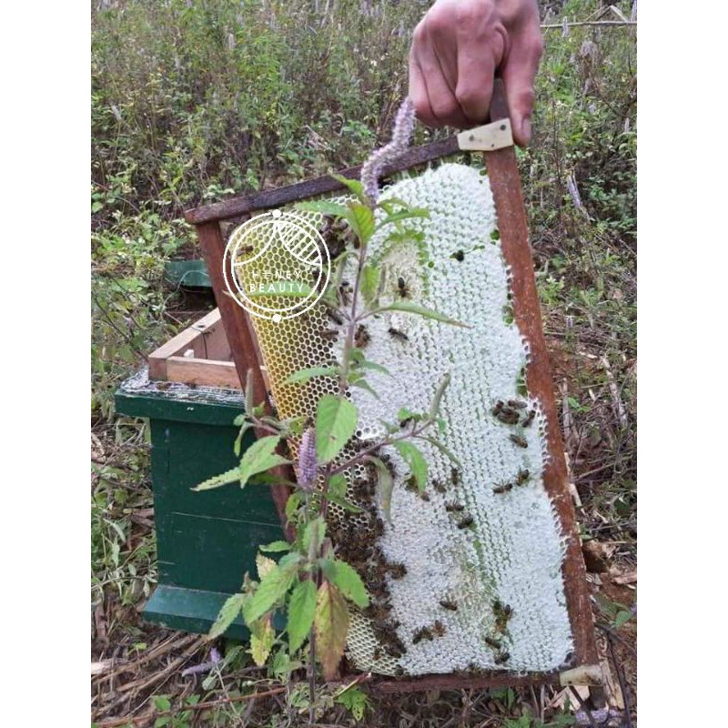 Mật ong hoa bạc hà ❤️HÀ GIANG❤️ nguyên chất cao cấp Honey Beauty 105ml có bảo hành