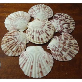 Vỏ sò điệp 1kg