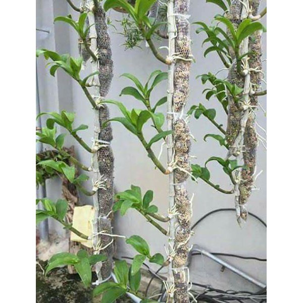[SIEURE] Combo 10 túi 10cm phân dê đã qua xử lí hàng đẹp, phân phối chuyên nghiệp.