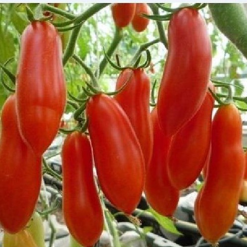 Hạt giống cà chua chuối quả đỏ 30 hạt - TẶNG kèm viên nén ươm hạt