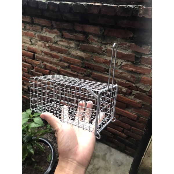 Bẫy chuột đường mòn.8.9.18.chì