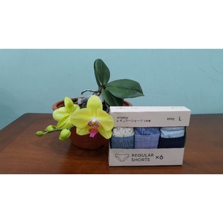 Set 7 Quần chip Gu hàng nội địa Nhật