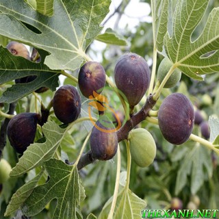 Bộ 1 gói hạt giống Sung Mỹ ( Sung Ngọt).