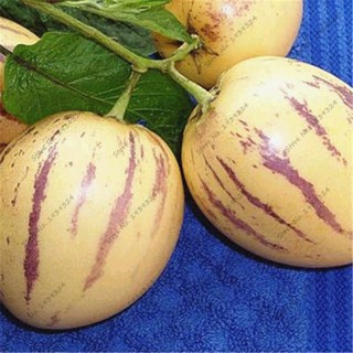 Hạt giống dưa pepino