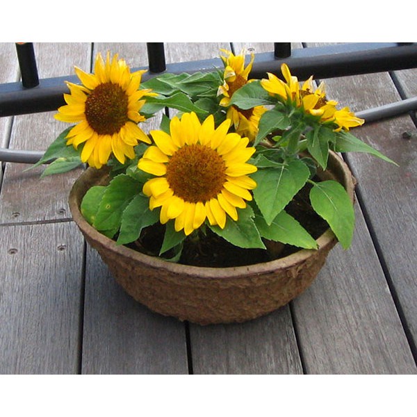 Hạt Giống Hoa Hướng Dương Vàng Lùn