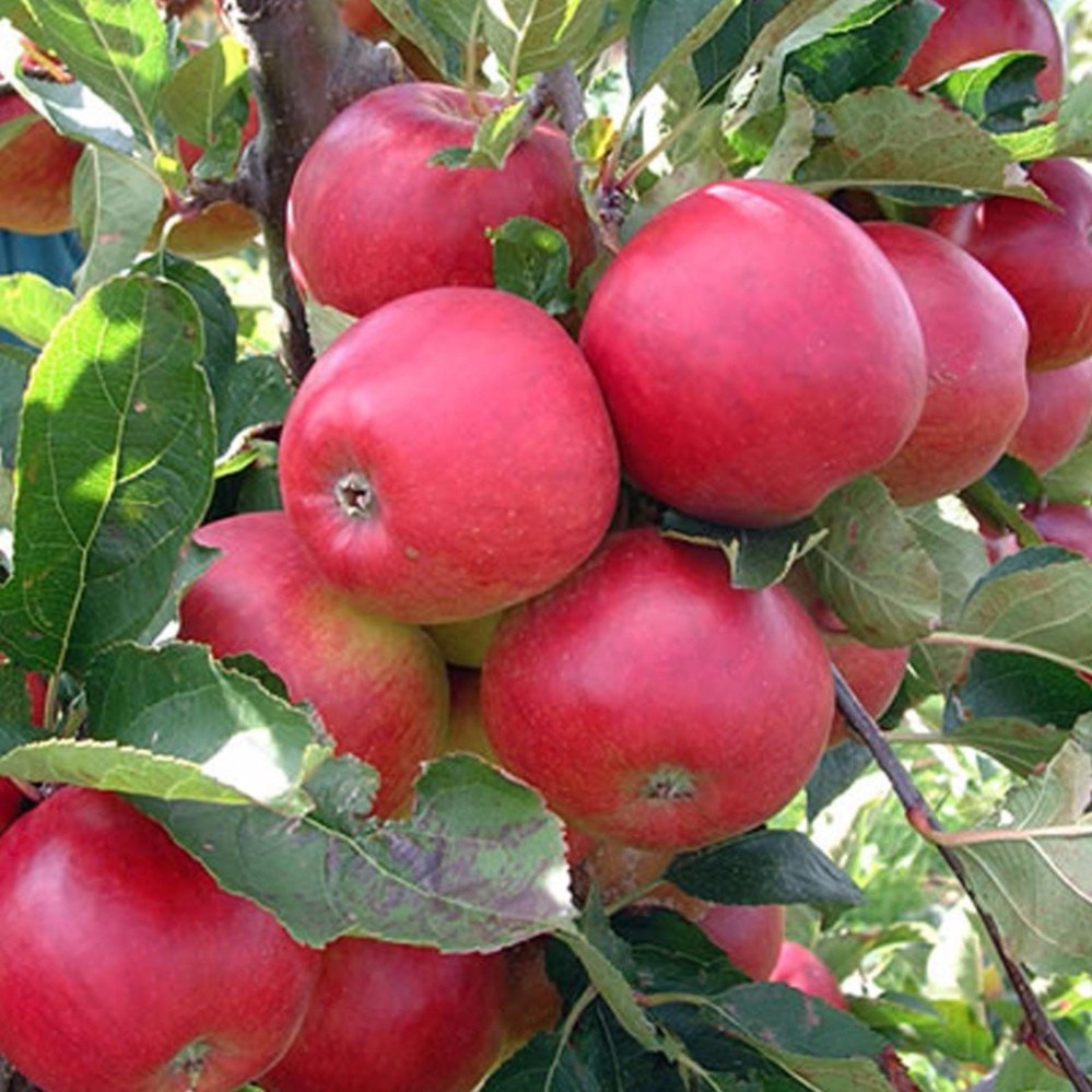 Bán COMBO 6 gói hạt giống táo đỏ lùn LUCKY TẶNG 1 phân bón hàng chuẩn