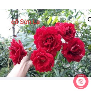 Cành chiết hồng cổ sơn la đỏ cành chiết hoa hồng