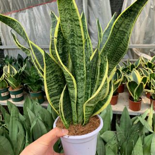 Cây lưỡi hổ viền vàng (không chậu)