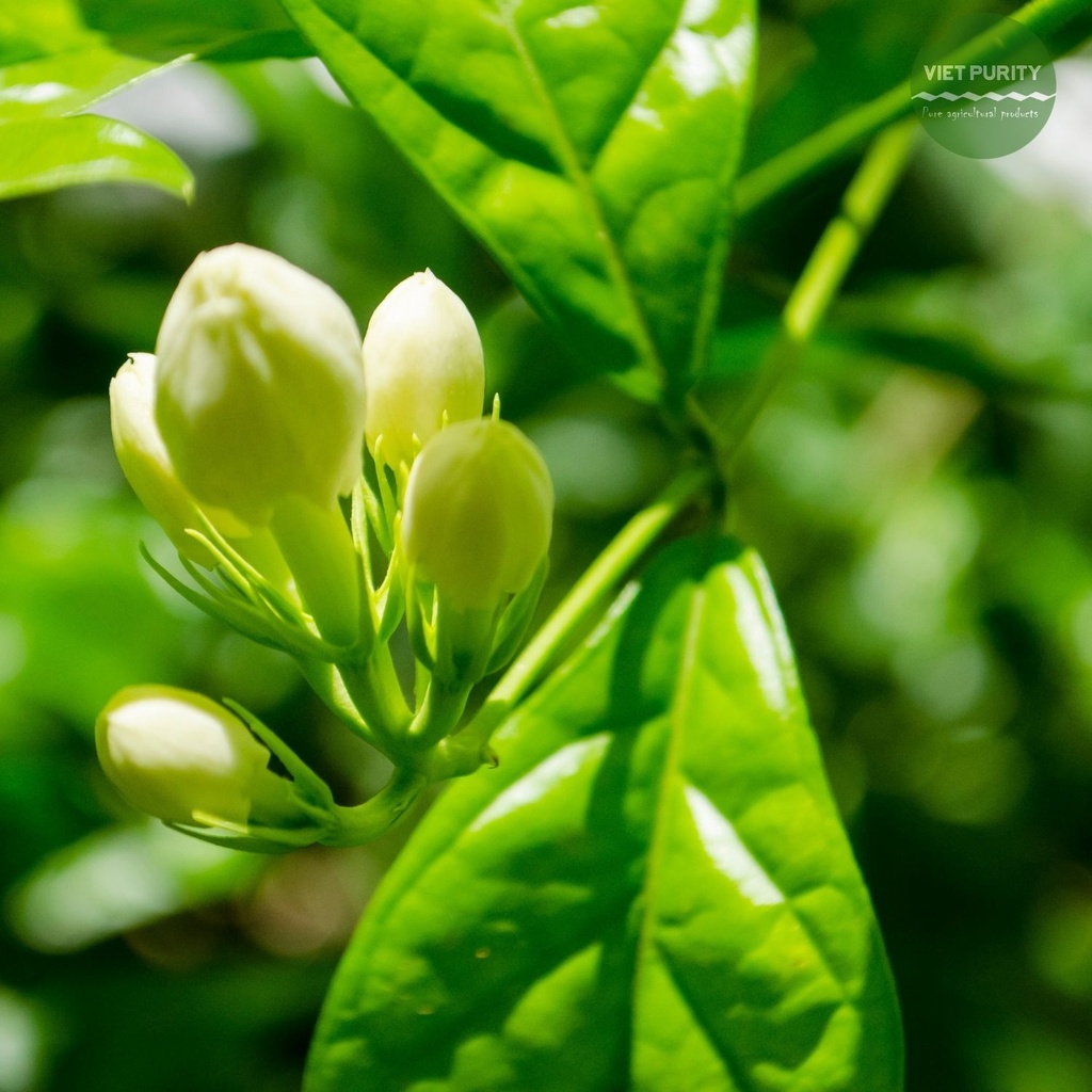 Trà hoa lài Vietpurity sấy khô nguyên bông 10g - thảo mộc thanh nhiệt cơ thể
