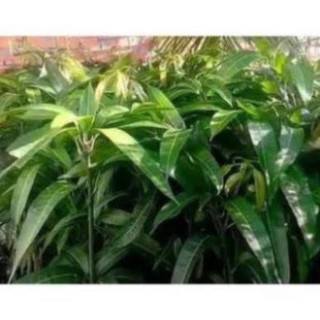 Cây Xoài Đài Loan