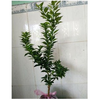 CÂY GIỐNG CAM VÀNG MỸ