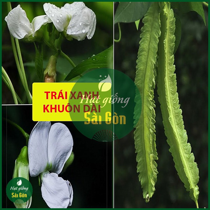 Hạt Giống Đậu Rồng Siêu Trái 10Gr