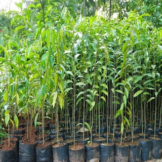 Combo 5 Cây giống trầm hương