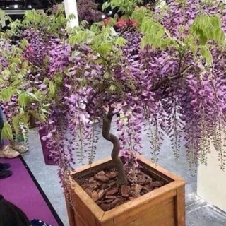5 hạt giống hoa tử đằng