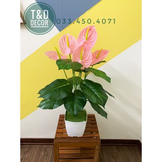 Cây giả- cây môn hồng 70cm
