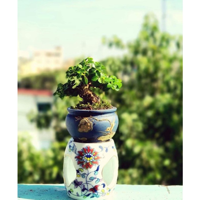 Đôn Cảnh Đức men xanh - đỏ kê chậu mini