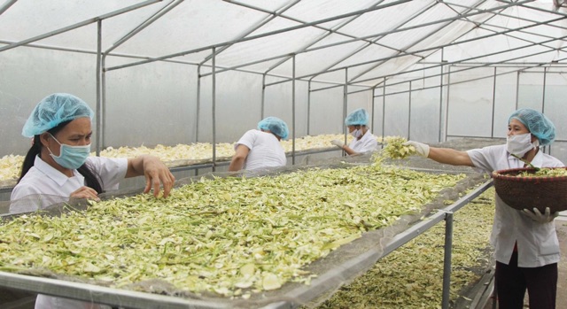 Trà an gút hưng giảm cơn đau do gút Thái Hưng, trà thảo dược thiên nhiên cho người bị gout | BigBuy360 - bigbuy360.vn