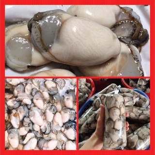 Hàu sữa, ngon- 500gr