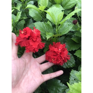 Hoa dâm bụt các màu