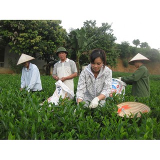 Chè búp Thượng Hạng sao thủ công ( 500g)