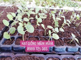 COMBO  HẠT GIỐNG TÙY CHỌN
