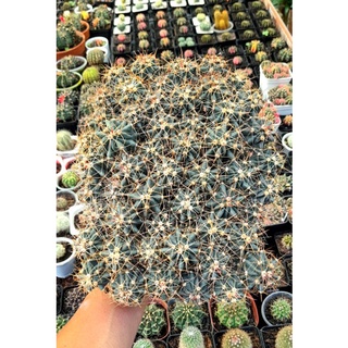 xương rồng fero