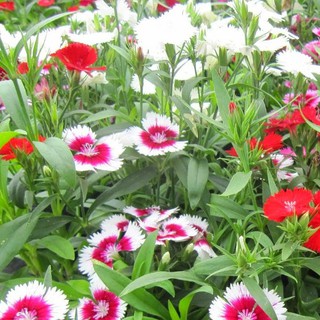 Hạt giống HOA CẨM CHƯỚNG ĐƠN NHIỀU MÀU - GÓI 0,5 GRAM