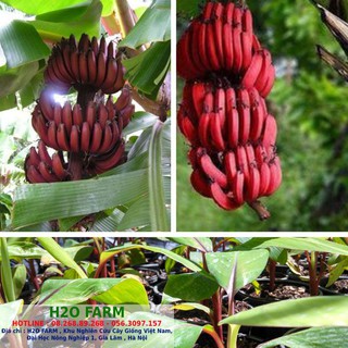 Cây giống chuối đỏ, cây chuối giống, chuối đỏ - H2O FARM