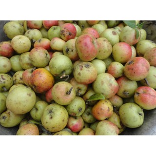 QUẢ TÁO MÈO KHÔ ( 1kg)