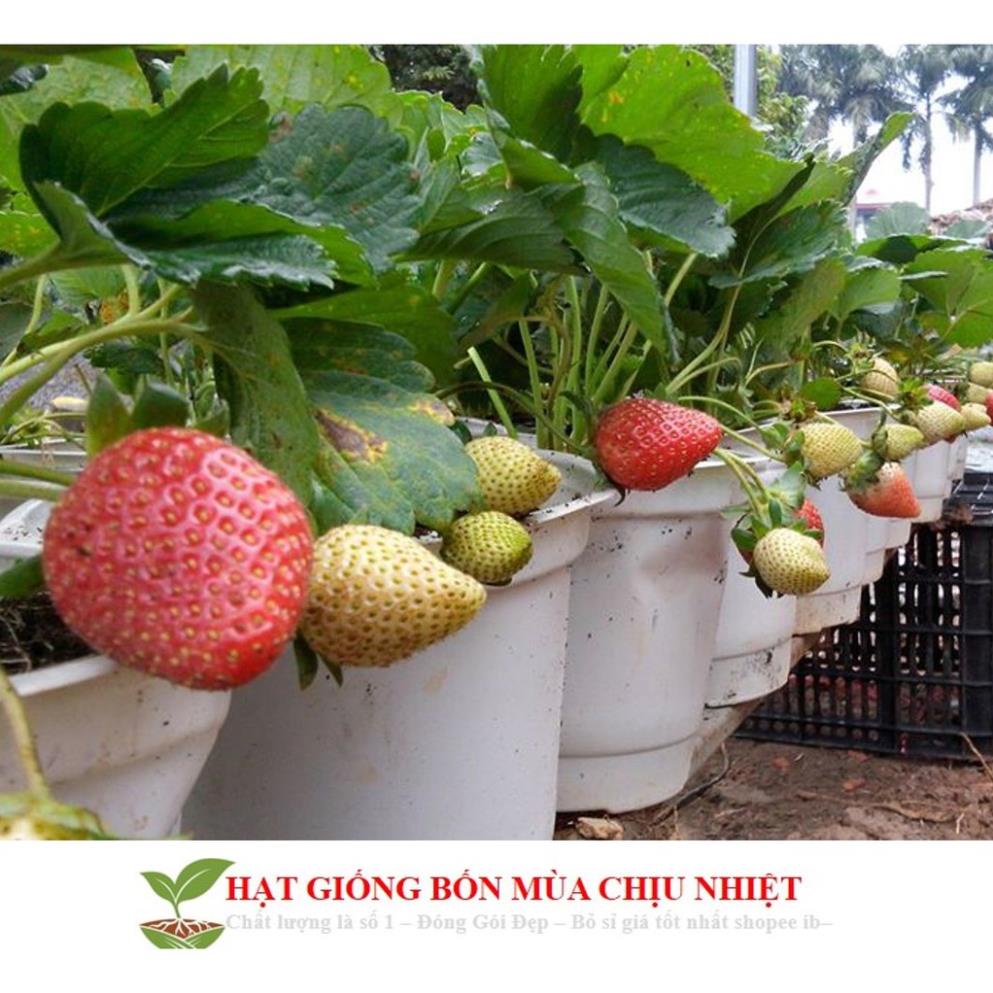Gói 50 Hạt giống Dâu Tây Quả To, Chịu nhiệt (Tặng gói kích mầm, kèm hướng dẫn gieo) free ship toàn quốc hạt giống hoa MK