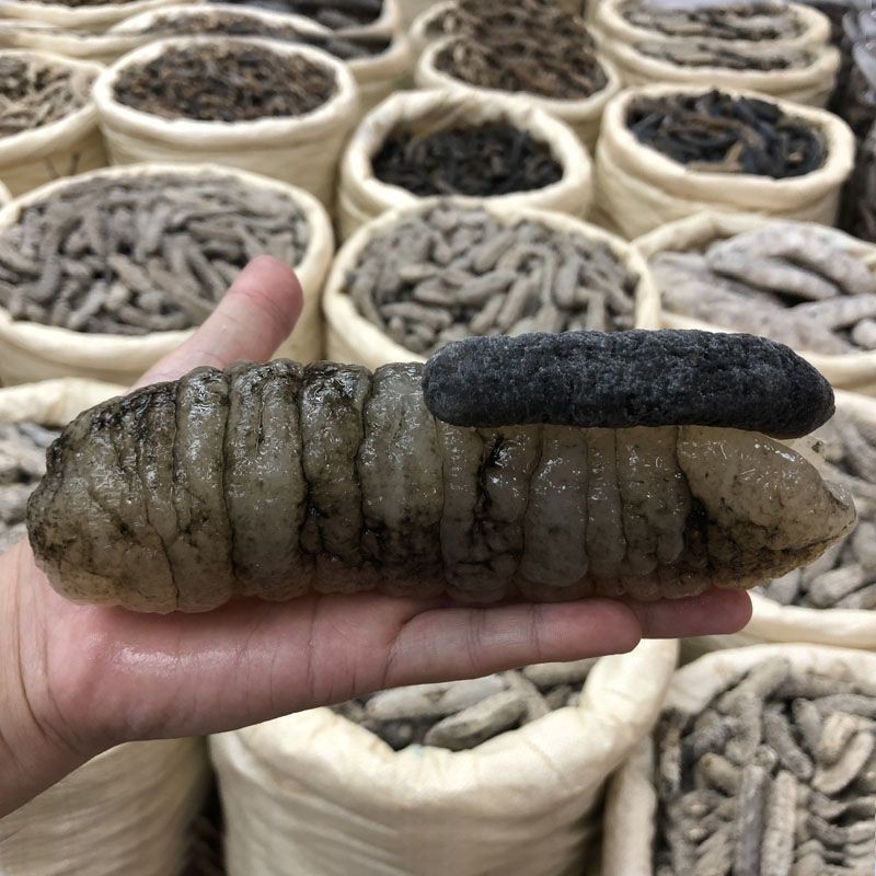 Hải sâm khô Úc ( 100g size 10 - 12 con ) | BigBuy360 - bigbuy360.vn