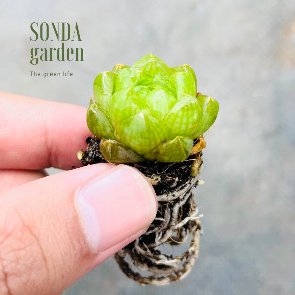 Sen đá ngọc lá bé SONDA GARDEN size mini 2.5-4cm, xuất xứ Đà Lạt, khoẻ đẹp, lỗi 1 đổi 1