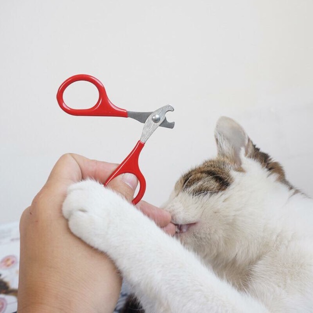 Kiềm cắt móng cho cún mèo nhỏ