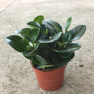 [Cây để bàn] Cây trường sinh trồng chậu đỏ đường kính 20cm nhiều nhánh lá xanh đẹp thích hợp trang trí nội thất