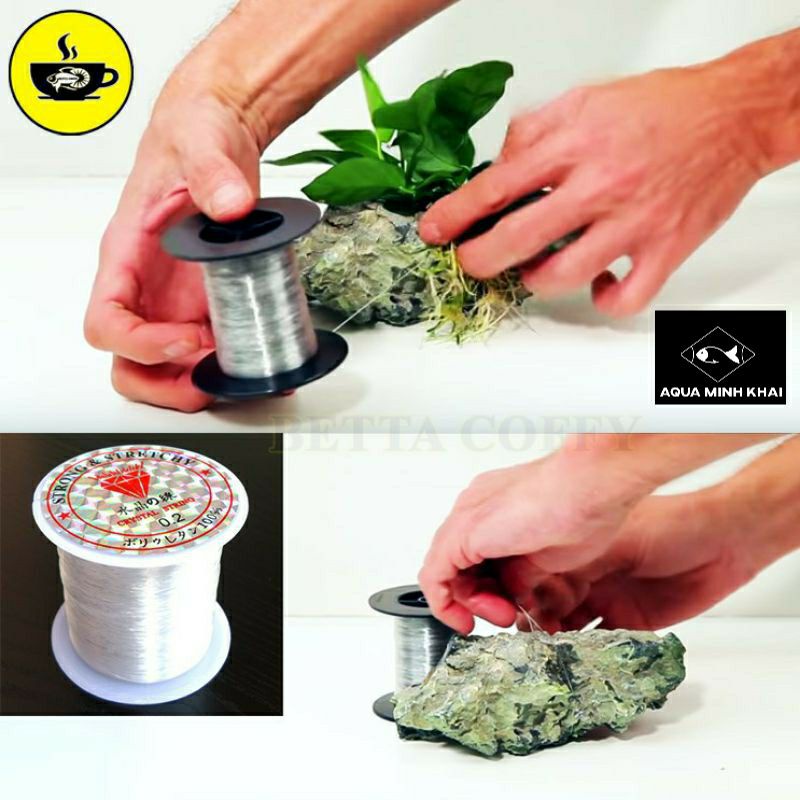 Cước tàng hình buộc rêu, cây thủy sinh