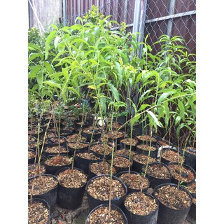 cây giống đào tiên khổng lồ chuẩn giống