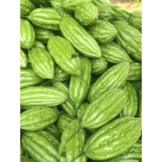Khổ Qua Lai F1 RaĐo 09 - RẠNG ĐÔNG